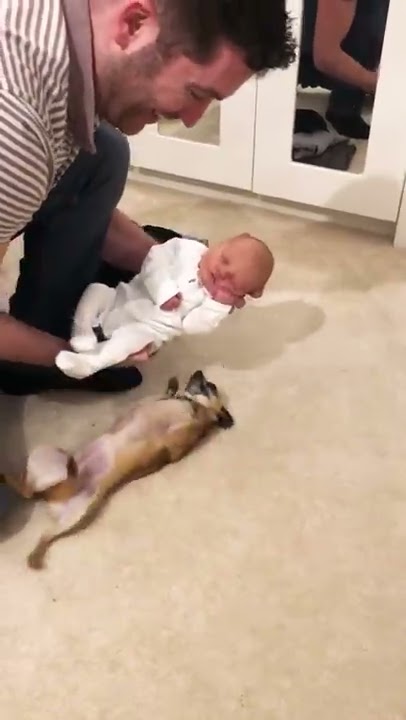 Chihuahua meets a newborn