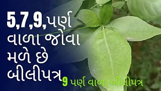 9 પર્ણ બીલીપત્ર // જાતે ઊગી બીલીપત્ર નું વૃક્ષ // લોકો અહીં 5 7 અને 9 પર્ણ ના બીલી લેવા આવે છે