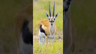 Gazelle Sound Effects