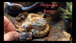 Hognose Bluff Strikes