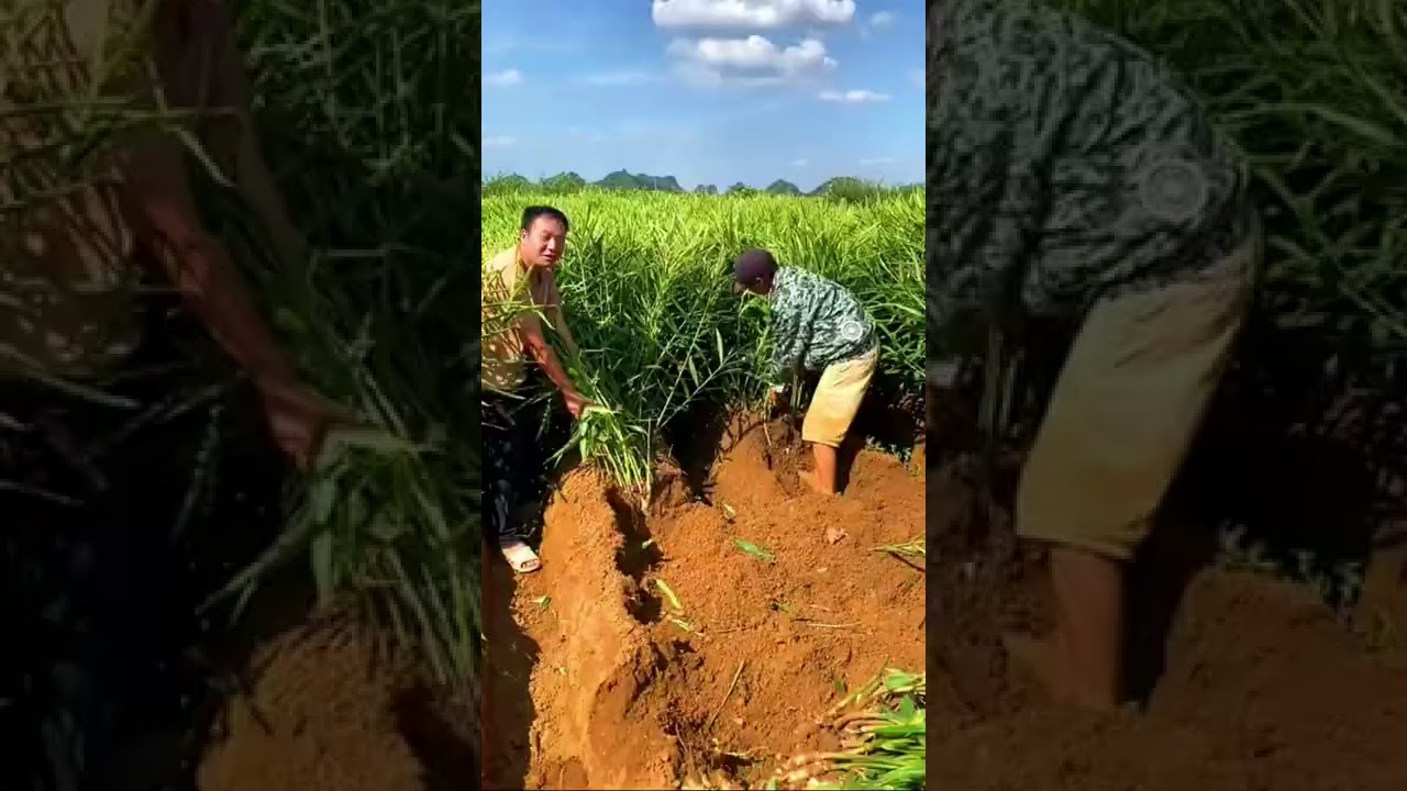 Ginger Harvesting Youtube