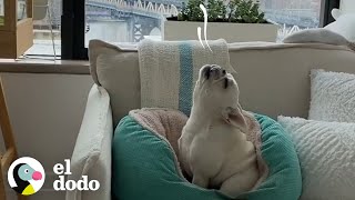 Esta perrita es una gran cantante | El Dodo