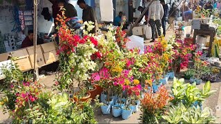 V554 Bougainvillea Dedicated Video  সকালে সুন্দর সুন্দর বাগানবিলাস দেখুন Galiff Street Plant Market