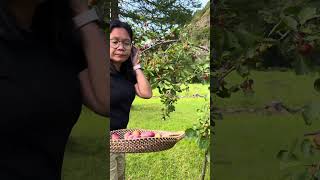 Namitas ng plums| My garden fruit!