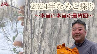 2024なめこ採り最終回