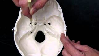 Skull Axial Skeleton-B AP1