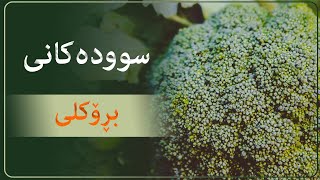 سوودە تەندروستیەکانی بڕۆکلی