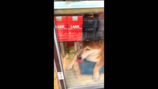 [Shiba Inu] I went to see Shiba Inu 【柴犬】武蔵小金井の鈴木タバコ店・話題の店番をする柴犬に会いに行ってみました。