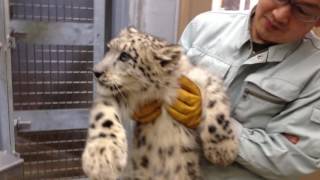 20160919｜旭山動物園｜ユキヒョウの子体重測定時の様子