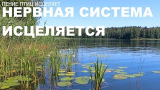 ПЕНИЕ ПТИЦ НА ЛЕСНОМ ПРУДУ.КАМЫШОВКА И ЛЯГУШКА.ДУЭТ ПРЕКРАСНО СПРАВИТСЯ С ПЛОХИМ НАСТРОЕНИЕМ.