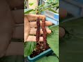 盆栽长果桑，种下去一个月就结果了 potted mulberry fruittree mulberry gardening