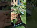 盆栽长果桑，种下去一个月就结果了 potted mulberry fruittree mulberry gardening