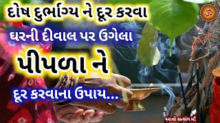 ઘરની દીવાલ માં ઉગેલો પીપળો કેવી રીતે હટાવવો ? જાણો ઉપાય || Ghar Ma Ugelo Piplo Dur Karvano Upay ||