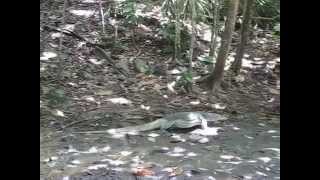 【Malaysia】Sapi Island  Varanus salvator  サピ島でミズオオトカゲに遭遇！！