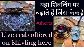 शिवलिंग पर चढ़ाते हैं जिंदा केकड़े Live crab offered on Shivling सद्गुरु लोकेश #shorts on शिव जी