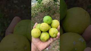 Lemon harvesting - Homegrown #gardening #lemon tarararara