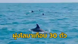 ชุดลาดตระเวนอุทยานแห่งชาติแหลมสน พบฝูงโลมาปากขวด เกือบ 30 ตัว ว่ายน้ำที่เกาะกำ จ.ระนอง