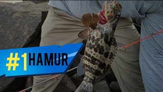 Kerala  fish. hamur hunting from chettuva beach