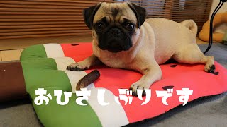 なんだか投稿が空いてしまいましたが梅ちゃんは元気です。パグ梅干pug