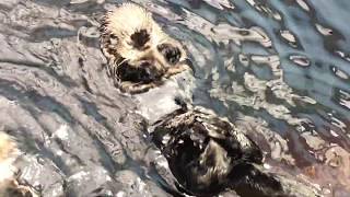 Cutest otter ever, Lisboa Oceanario