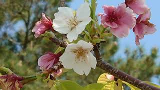 白い赤い、桃色の桜久米島の桜🌸久米島ホタル館vlog美しい自然の景観