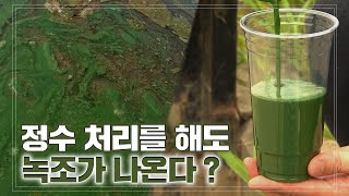 [특집] 정수 처리를 해도 녹조가 나온다? 암세포 발병의 원인, 낙동강 녹조에 대해 알아본다!