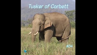 Majestic Tusker in grasslands of Corbett