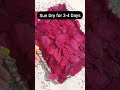 homemade pure beetroot powder how to make beetroot powder at home beetroot powder shorts