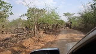 Chased by elephants, Majete Wildlife Reserve, Malawi