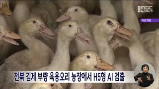 전북 김제 부량 육용오리 농장에서 H5형 AI 검출 | 전주MBC 231219 방송