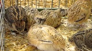 Caille des Blés et Caille Isabelle, Coturnix coturnix, Sausheim 2013