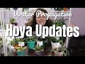 Hoya Propagation Updates & Repotting