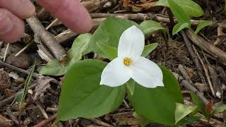 Spring Ephemerals of the Landon Community Trail With Chuck Hulse