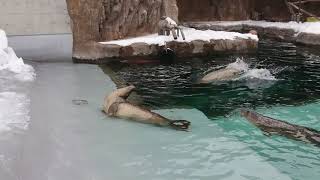 ［北海道］旭川動物園海豹