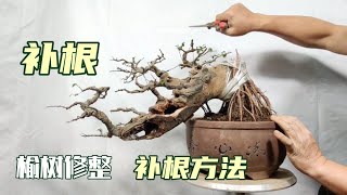 Repair and repair the main pole of a discarded elm tree捨てられたニレの木の主極を修理して修理する對一棵丟棄的榆樹進行主桿修整及補根