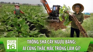 Trồng 5ha cây ngưu bàng, lá to, củ dài: Ai thấy cũng thắc mắc | VTC16