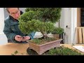 pruning u0026 refining chinese juniper bonsai