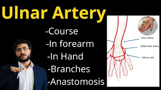 Ulnar Artery Anatomy l Course l in Forearm l Hand l Branches l Origin l Anastomosis