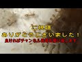 ありさんの記録＃110（餌やり）イエヒメアリ