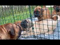 AMAZING Boerboel Puppy Transformation From 3 Days To 6 Weeks Old Cute Chunky Pups
