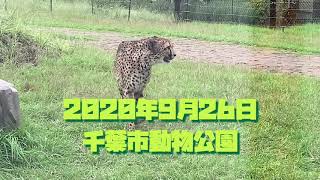 【チーター】三者三様【千葉市動物公園】