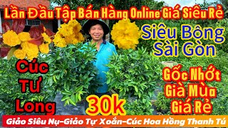 22/11☎️0837088048☎️🌲mai vàng chơi Tết giá rẻ 30k🌲siêu bông Sài gòn-cúc tư Long-giảo xoắn-siêu nụ…🌲