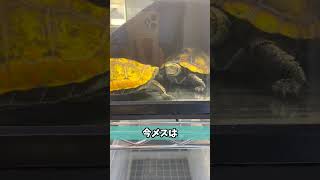 ニホンイシガメの求愛行動が可愛すぎた。#shorts #カメ #リクガメ #turtle #tortoise #爬虫類 #reptile