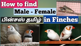 How to find Male-Female in Finches ||பின்சஸ் ஆண்-பெண் கண்டுபிடிப்பது எப்படி|| English subtitles