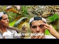 Encuentro cercano con las serpientes más letales de Asia | Wild Frank en India | Animal Planet