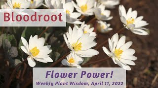 Bloodroot Flower Power