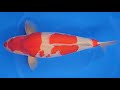 Kohaku - Torazo Urakawa Koi Farm - Sansai (geb. 2023) 65cm (w) R.S KOI CONSULTING PREMIUM SELECTION