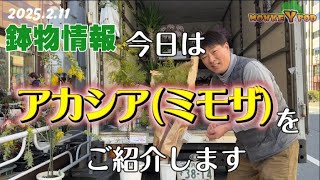 20250211鉢物 【大人気 ミモザ 】 「お花屋」 と言うか 「仲卸」です。  花を必要とするすべての方どうぞお越しください。花苗、花鉢、観葉植物、胡蝶蘭。。。お任せください