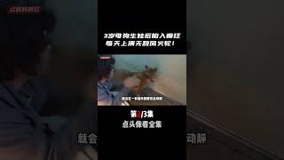 生娃后母狗陷入癲狂，齜牙咧嘴咬斷自己尾巴！狂犬病的危險和寵物救助的重要性 #奇闻