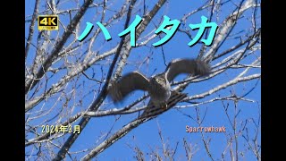 ハイタカ飛び出し・飛翔（2024年3月）